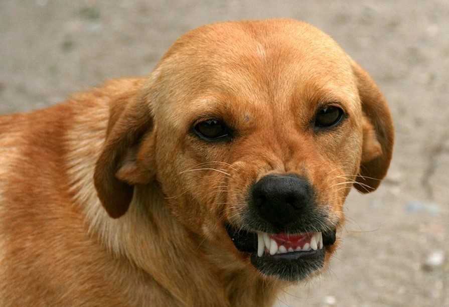 Житель Калужской области выплатит компенсацию женщине, пострадавшей от укуса его собаки