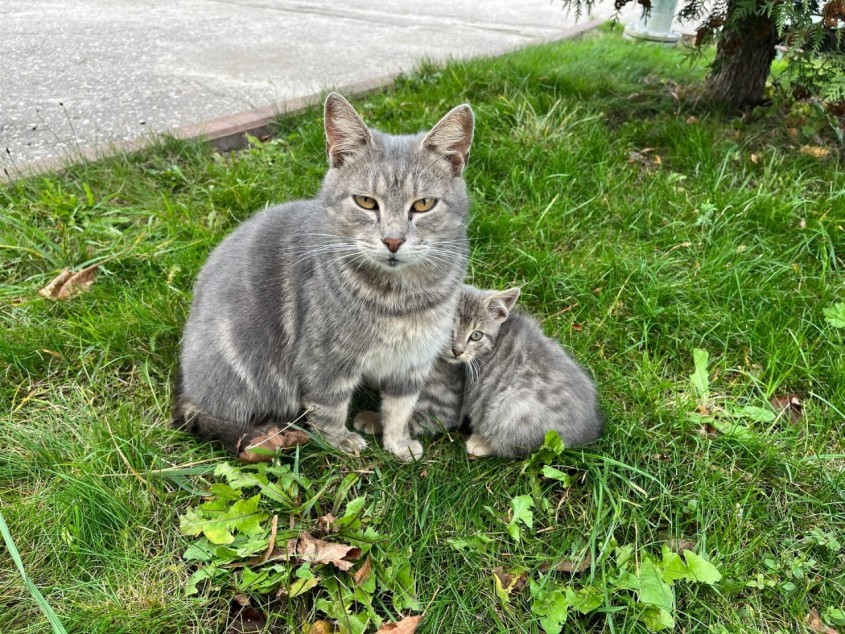 Глава района Калужской области назначил кошку главной городничей ...