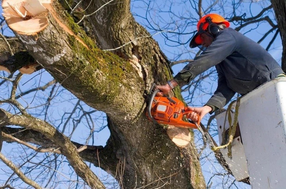 Жителям Обнинска рассказали, куда обращаться насчет аварийных деревьев