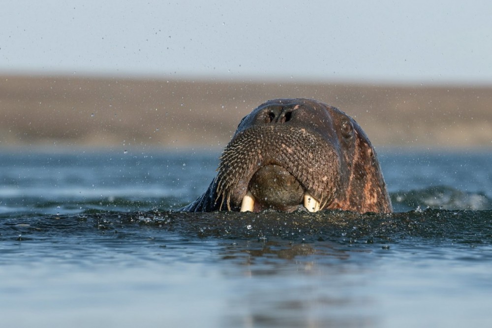 Обнинские моржи устроят праздничный заплыв 