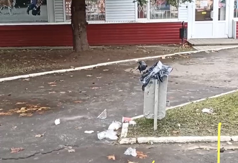 В Обнинске вороны начали разделять мусор 