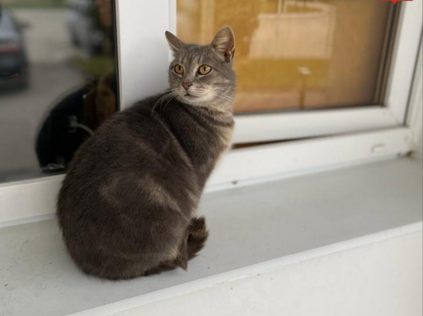 Чиновников Калужской области просят не забывать приносить лакомства для ...