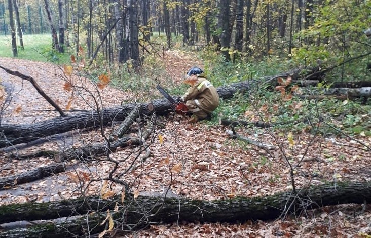 В Обнинске с начала года вырубили около 850 аварийных деревьев