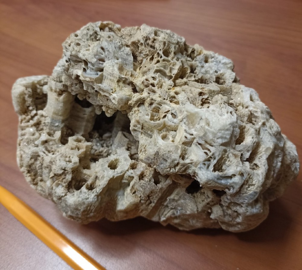 В обнинском овраге нашли коралл, которому больше 300 миллионов лет 