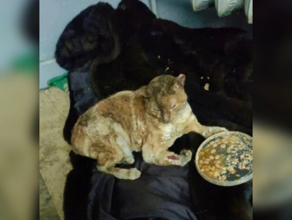 В Калужской области кошка выжила после трех ударов током