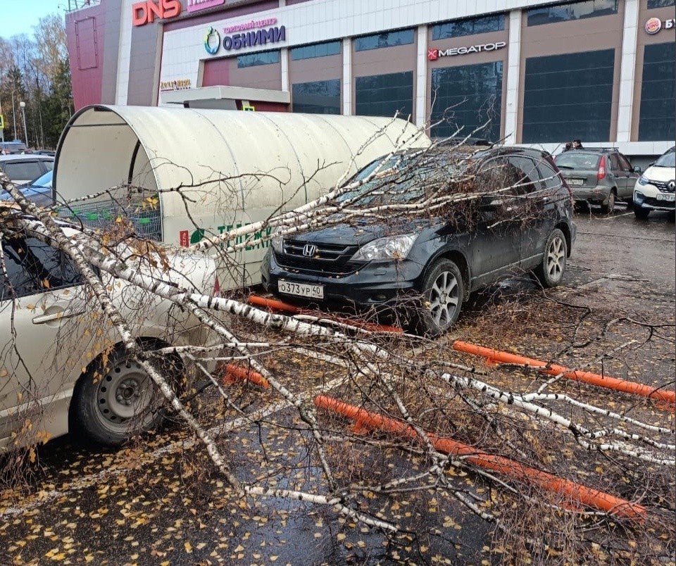 В Калужской области после ЧП с детьми на территории ТЦ удалят все опасные деревья
