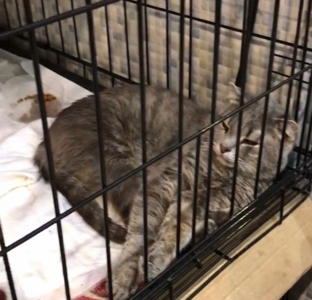 У спасенных из обнинской квартиры кошек выявлено смертельное заболевание