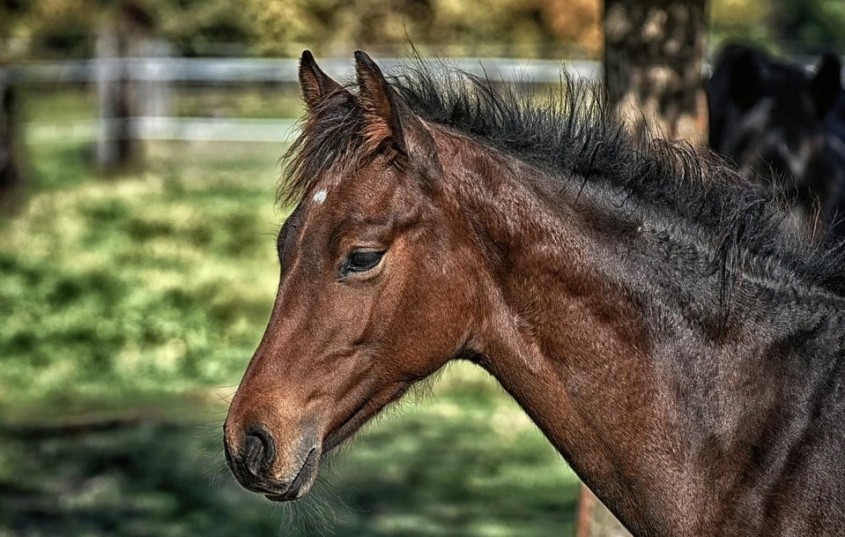 Лошадь скинула с седла посетительницу конного клуба в Малоярославце ...