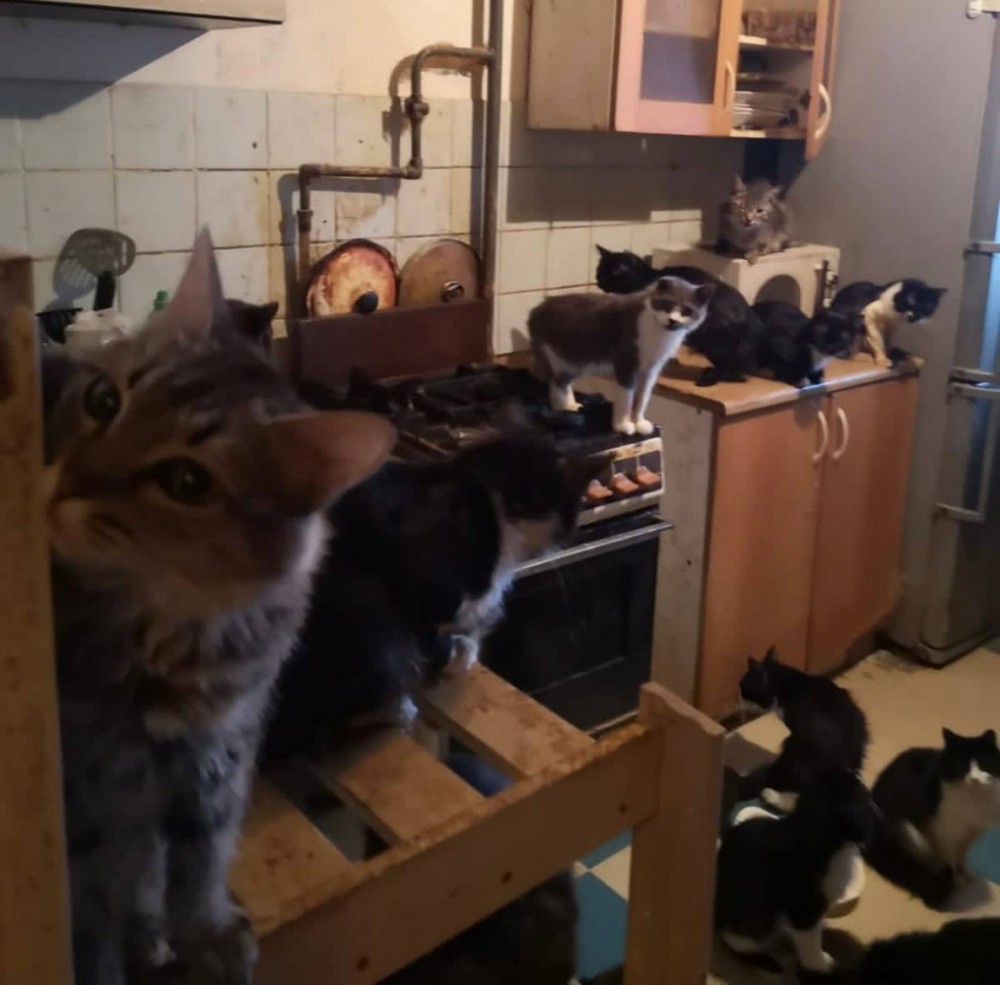 40 кошек из обнинской однушки обрели новых хозяев 