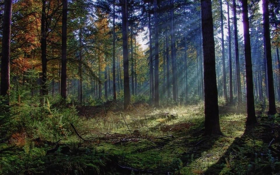 Двое жителей Малоярославца избили прохожего и оставили умирать в лесу 