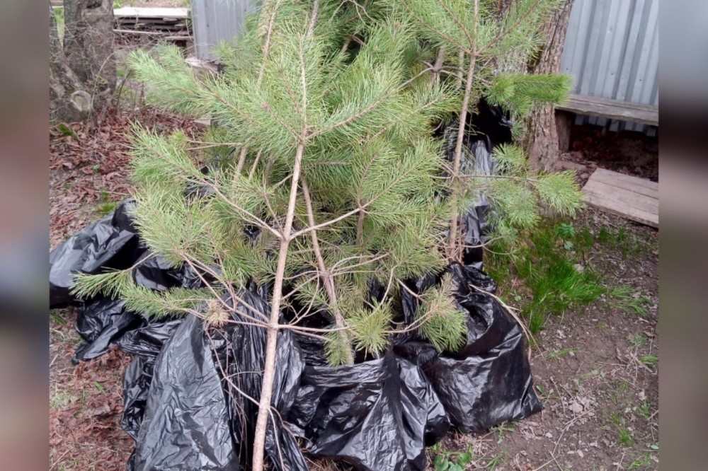 110 деревьев посадят во дворах Обнинска 