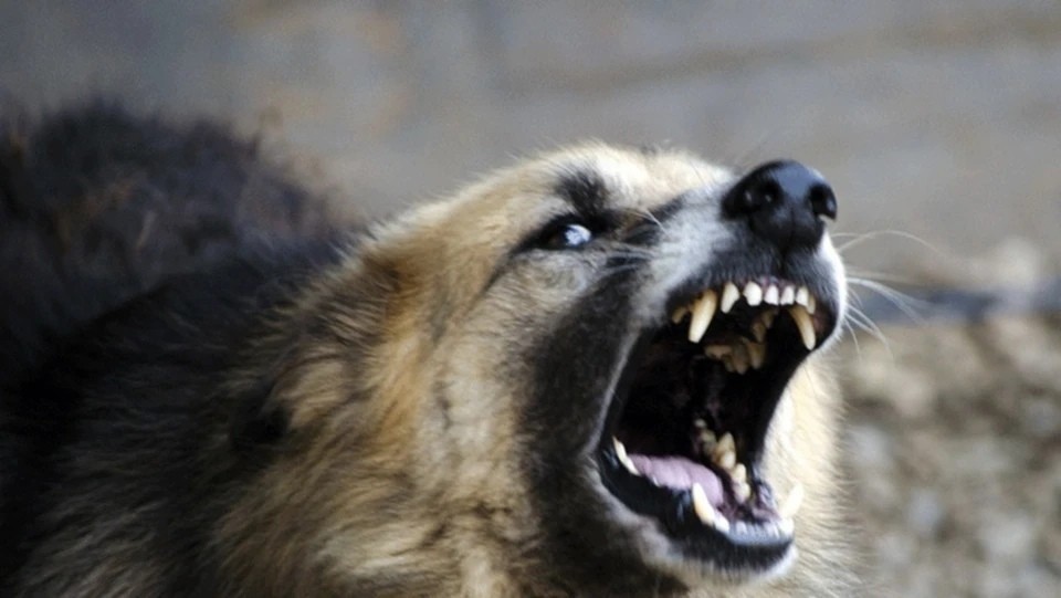 В Калужской области домашняя собака разорвала девочке лицо