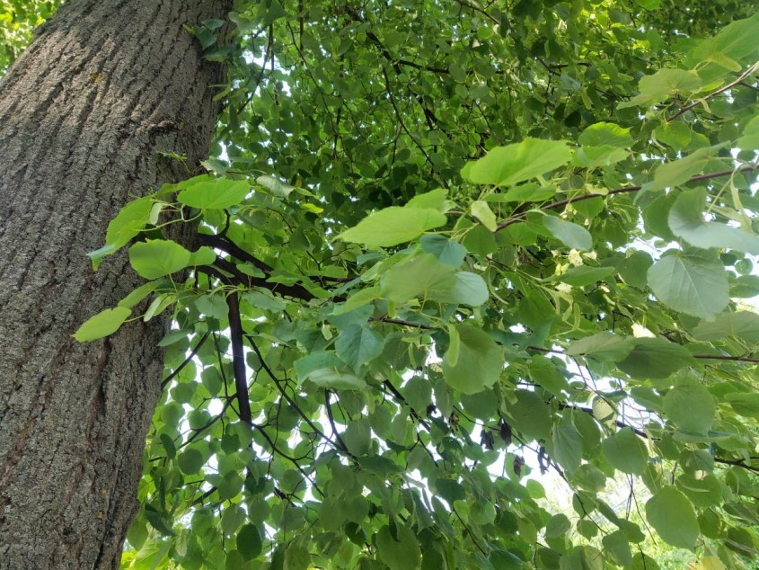 В Обнинске ожидаются дожди - Обнинск - Новости - Калужский перекресток ...