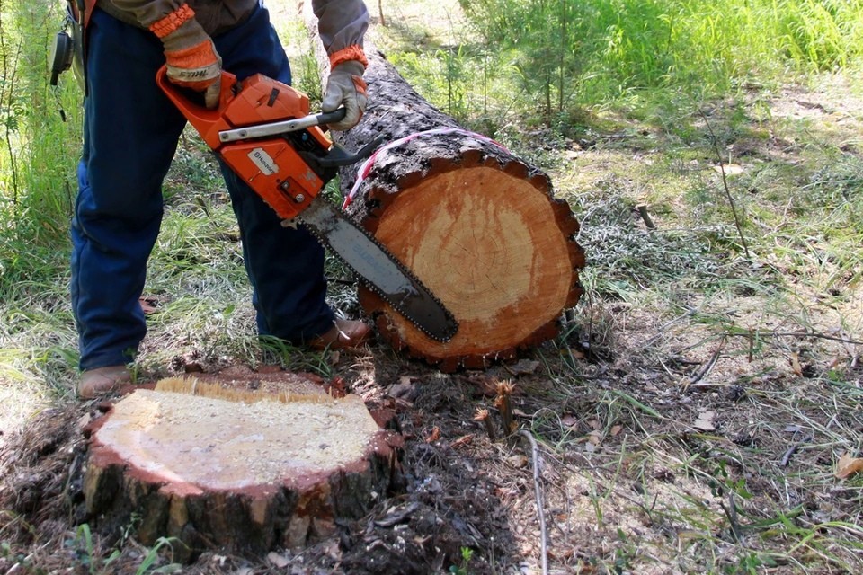 Житель Жуковского района в заказнике вырубил деревья на 350 тысяч рублей
