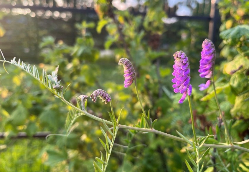В Обнинске будет солнечно и тепло - Обнинск - Новости - Калужский ...