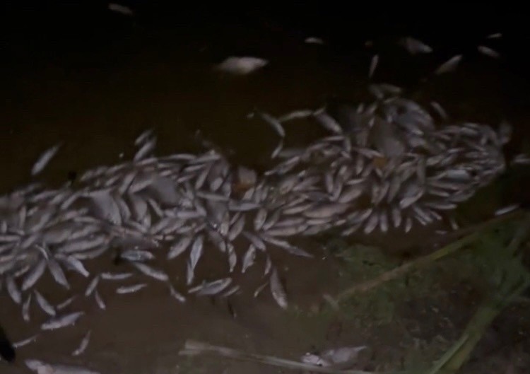 Берег Жуковского пруда усыпан мертвой рыбой 