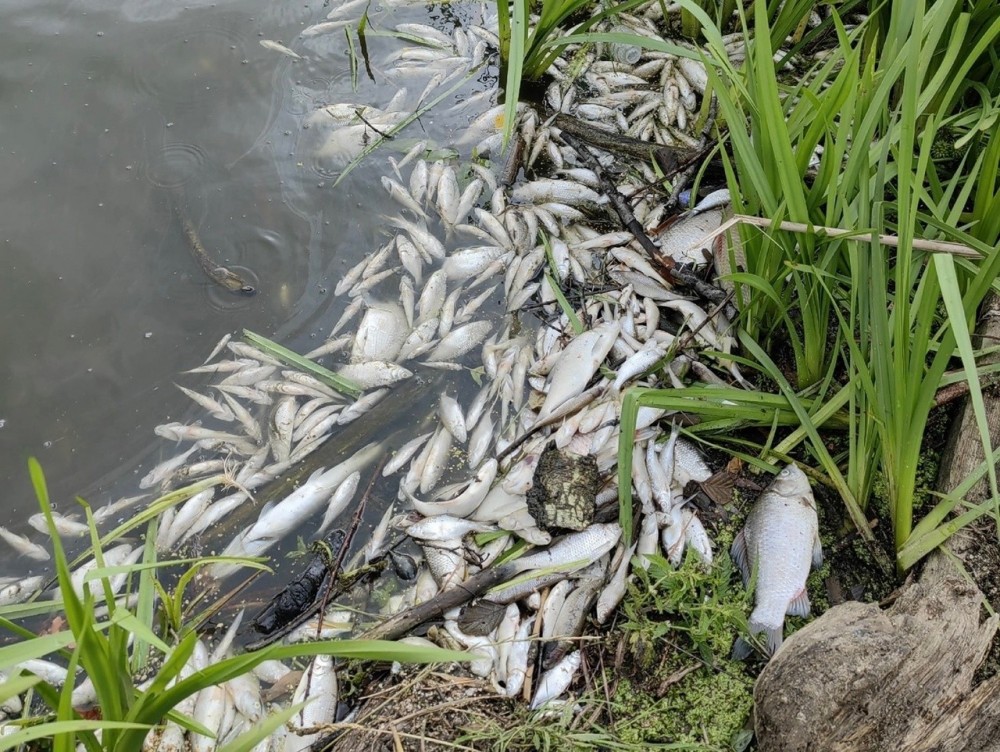 В Калужской области проводят проверку из-за массовой гибели рыбы