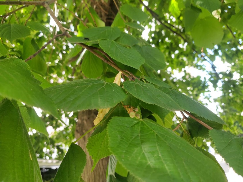 В Обнинске похолодает - Обнинск - Новости - Калужский перекресток ...