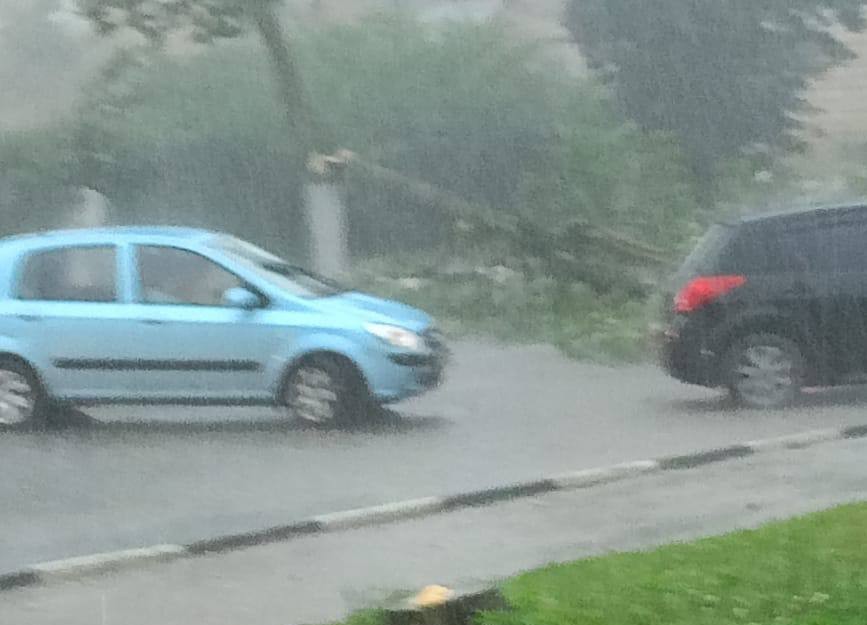 В Боровске ветер повалил дерево на дорогу