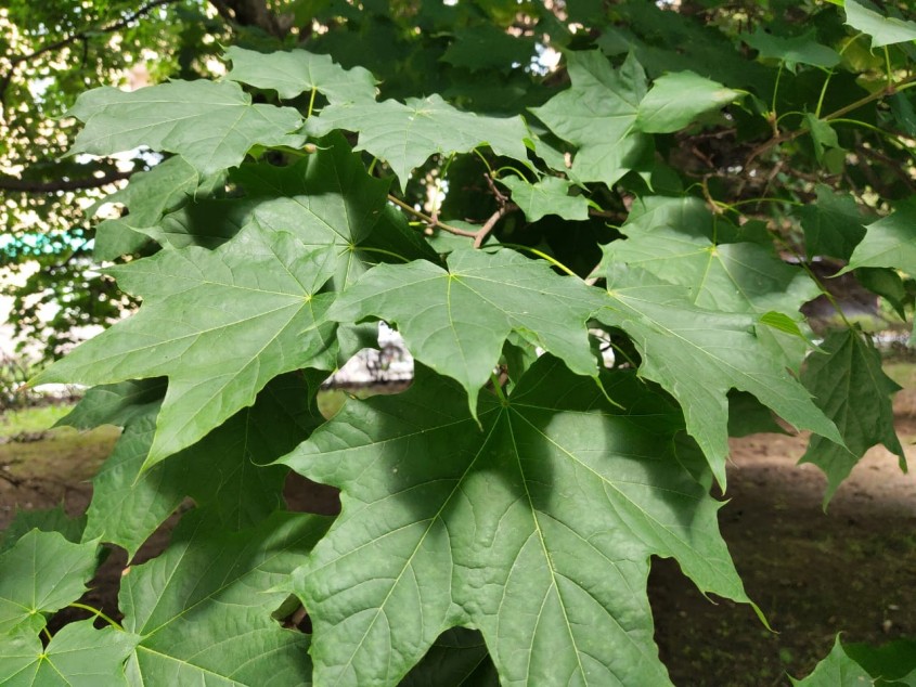 В Обнинске прогнозируют жару - Обнинск - Новости - Калужский ...
