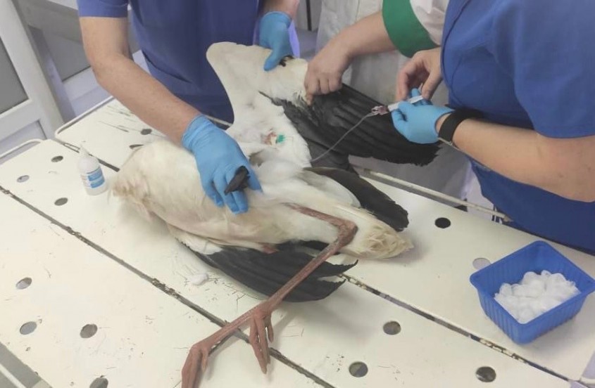 В Калужской области спасли аиста - Обнинск - Новости - Калужский ...