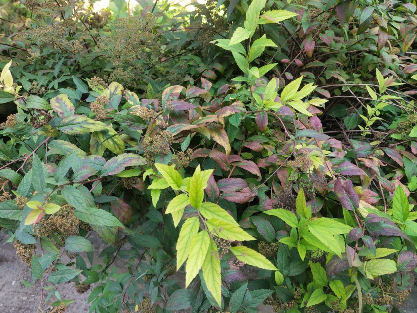 В Обнинске прогнозируют теплые выходные - Обнинск - Новости - Калужский ...