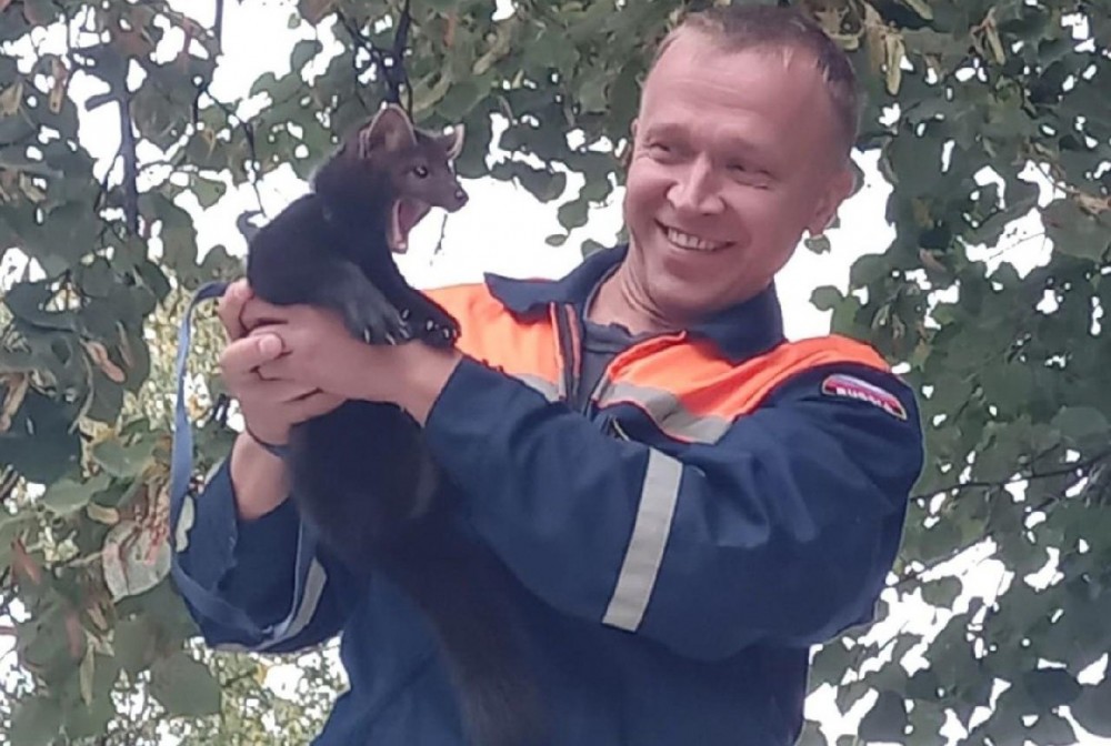 В Обнинске спасатели сняли с дерева домашнего соболя