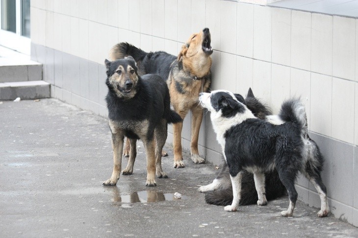 В Малоярославце чипированные бродячие собаки четыре раза напали на детей