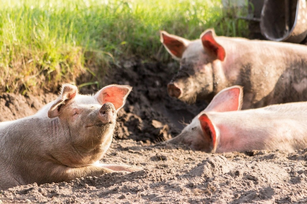 ДНК вируса африканской чумы свиней нашли в колбасной продукции