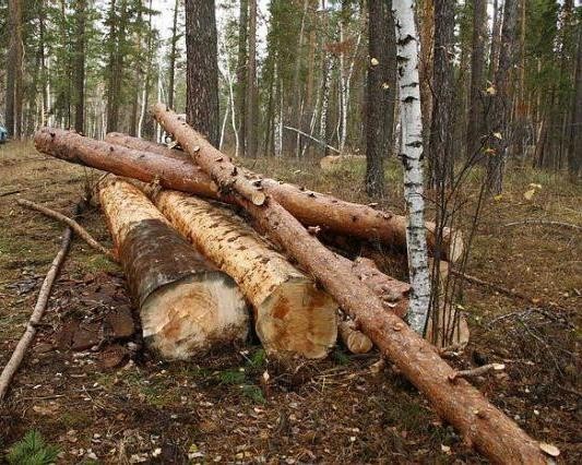 В Калужской области незаконно вырубили деревья на 27 миллионов рублей