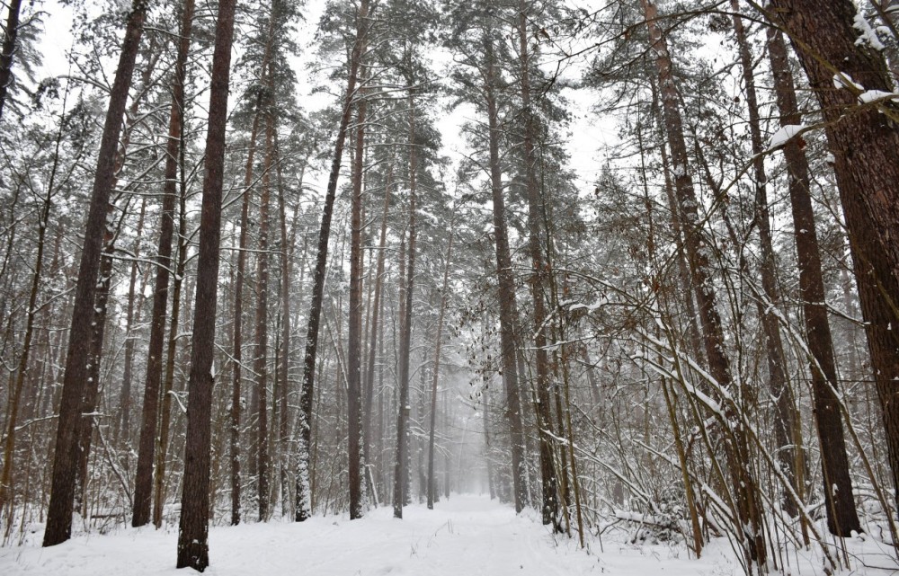 В Обнинске в понедельник весь день будет идти дождь со снегом