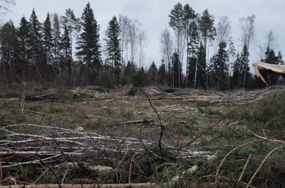 В Калужской области лес вырубили для разработки карьера