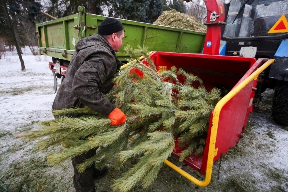 Жителей Балабаново попросили не бросать елки в контейнеры