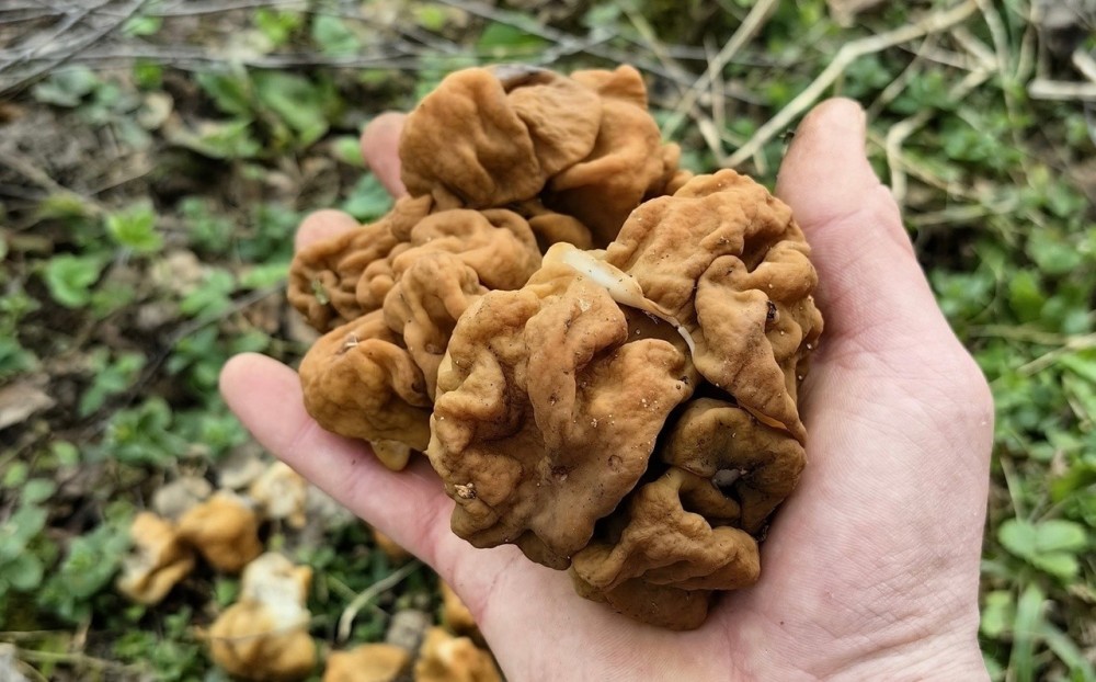 В Калужской области пошли грибы