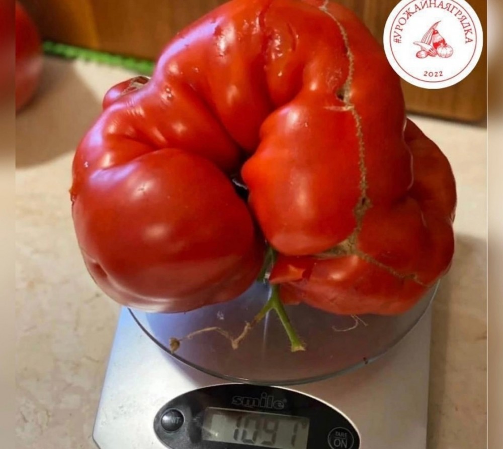 Жительница Боровского района вырастила помидор-гигант