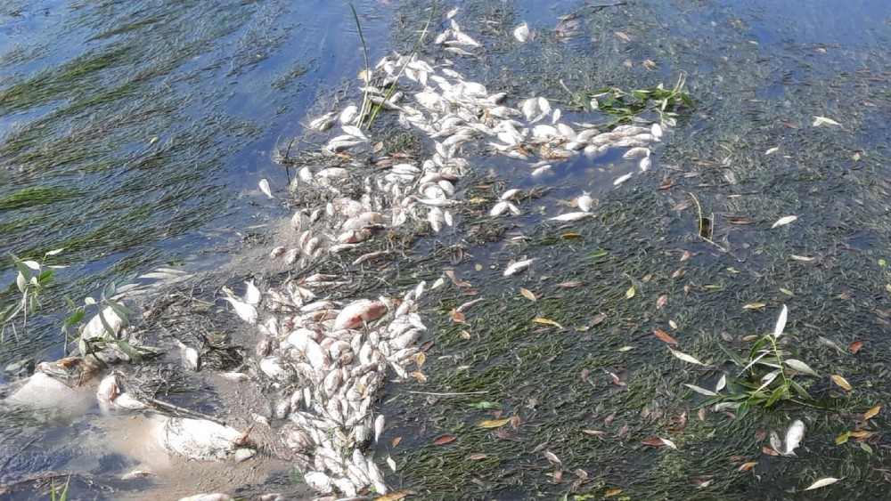На реке Протве в районе Обнинска снова массово погибла рыба