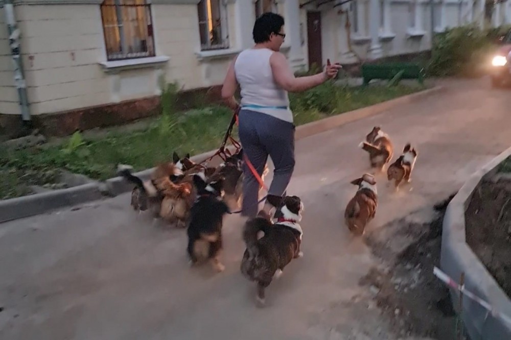 «Надоела эта псарня!»: в Обнинске из-за собачьего питомника в квартире подрались соседки
