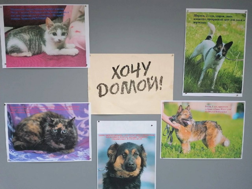 Подарите им вторую жизнь: в Обнинске открылась фотовыставка бездомных животных